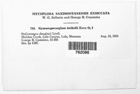 Gymnosporangium bethelii image